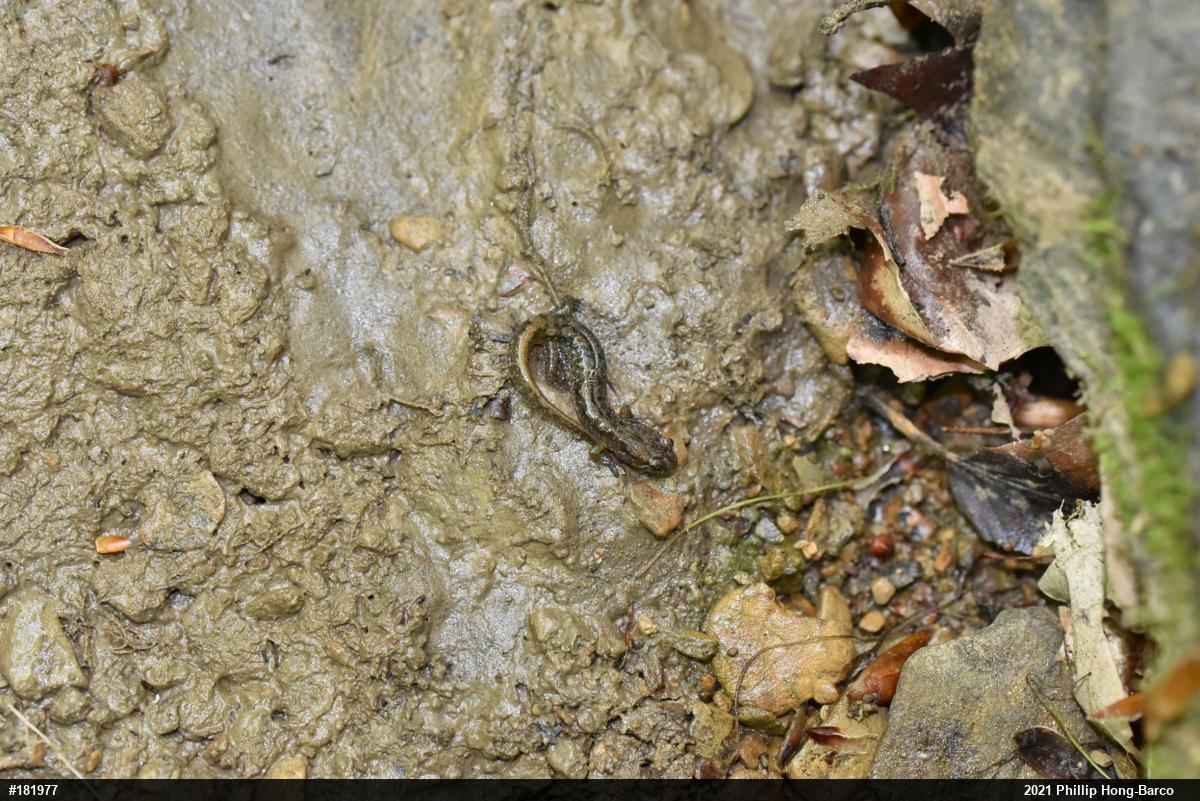 Northern Dusky Salamander
