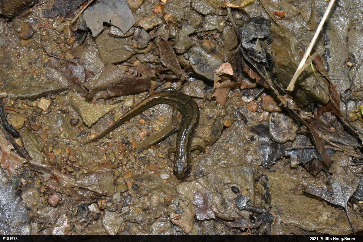 Northern Dusky Salamander