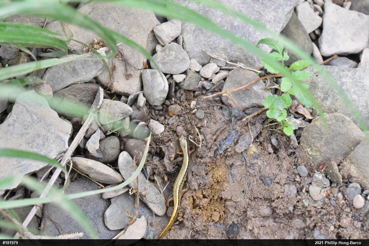 Northern Two-lined Salamander
