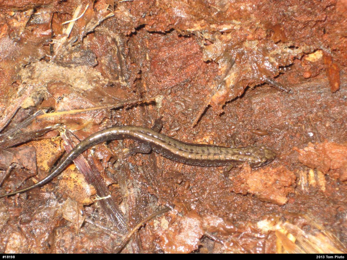 Allegheny Mountain Dusky Salamander