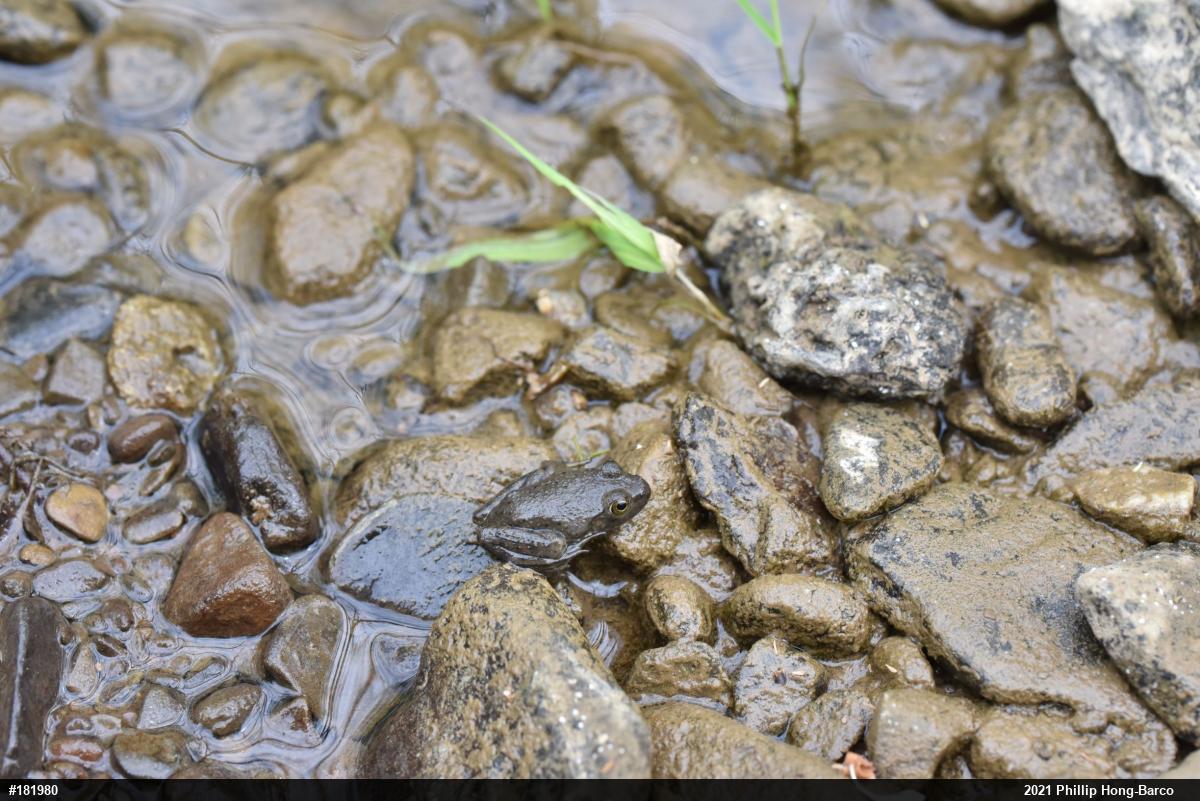 American Bullfrog
