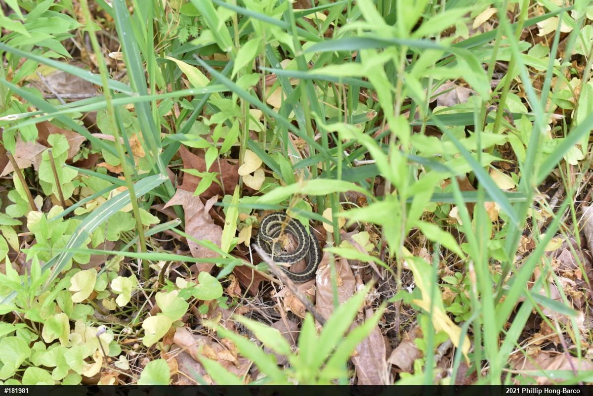Eastern Gartersnake