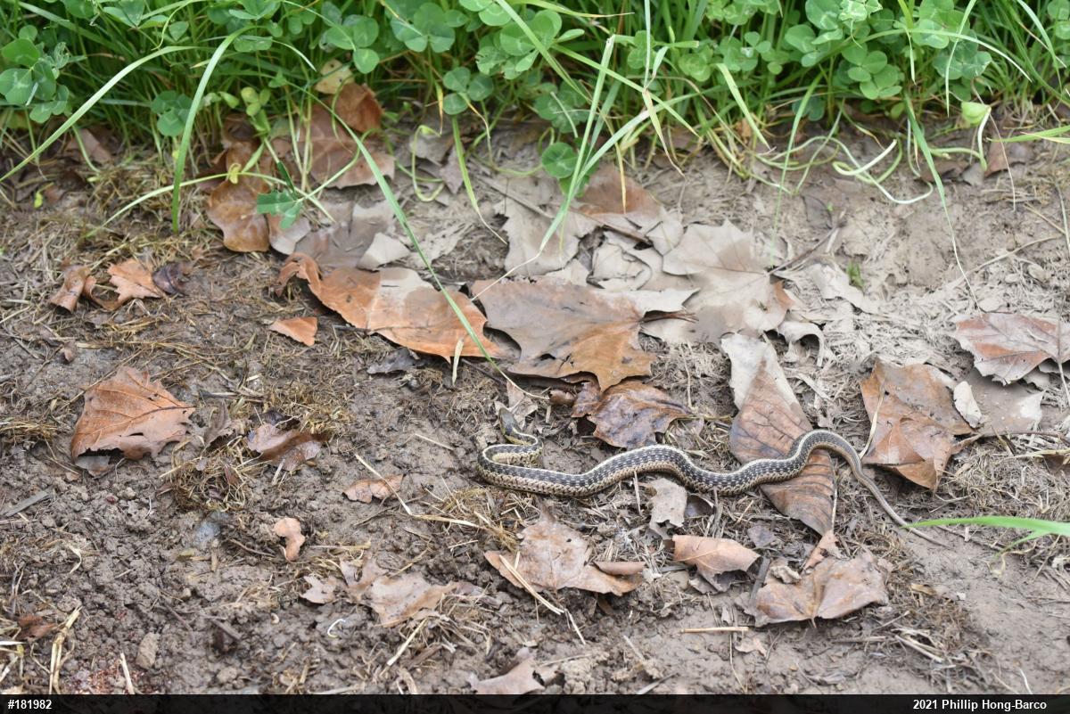 Eastern Gartersnake