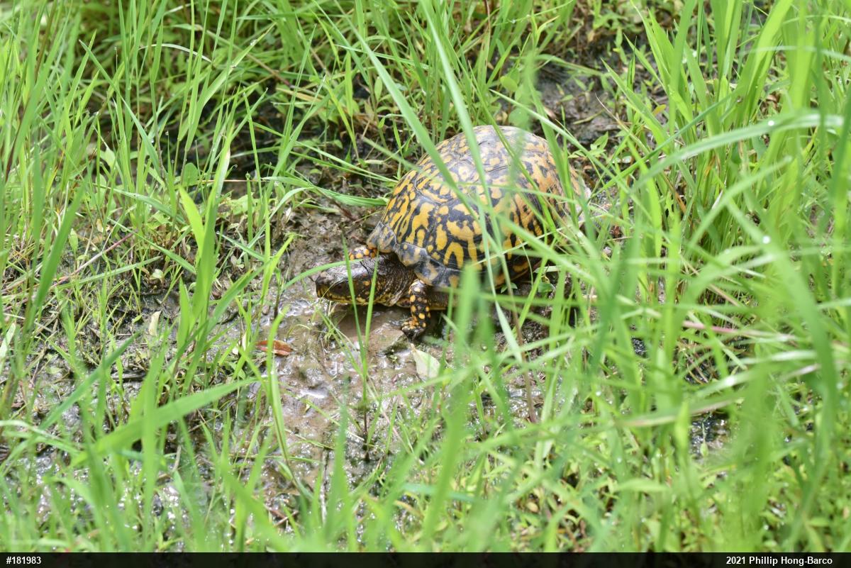 Eastern Box Turtle
