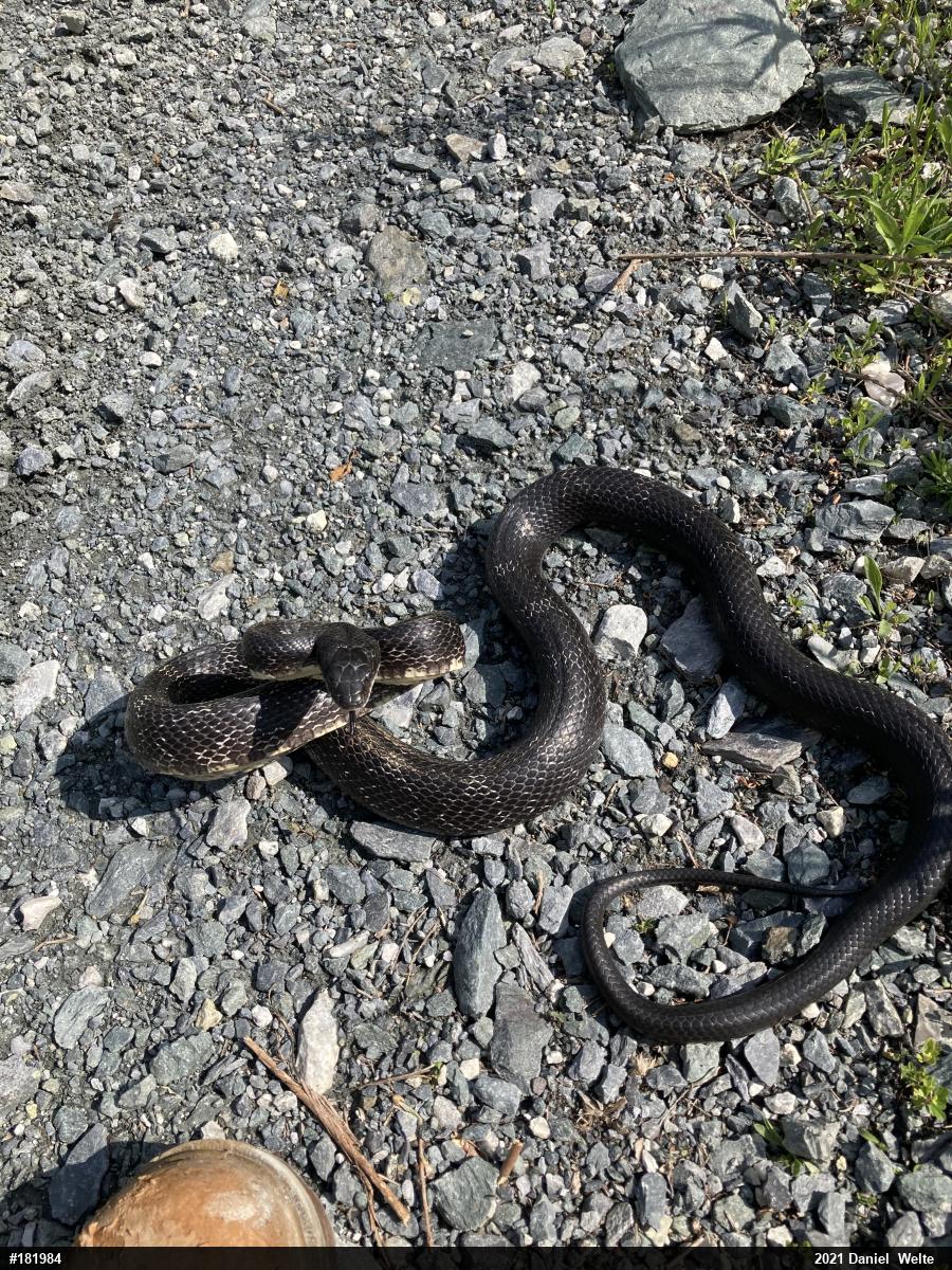 Eastern Ratsnake