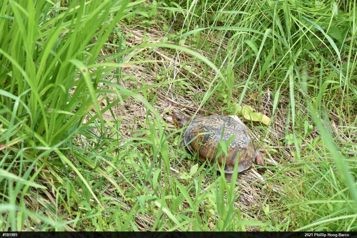 Eastern Box Turtle
