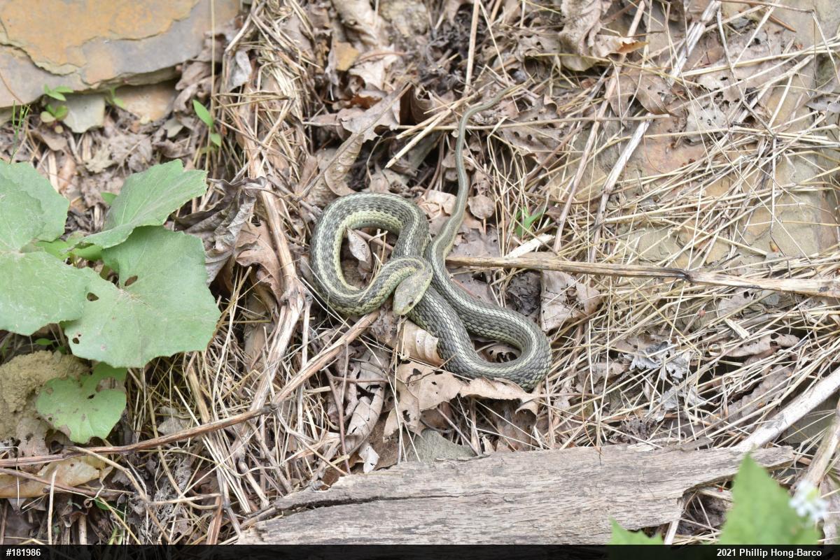 Eastern Gartersnake