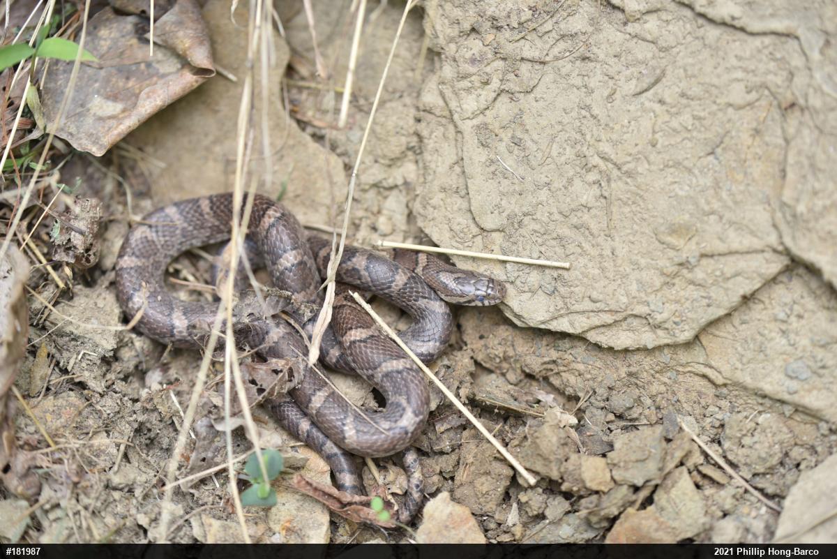 Eastern Milksnake