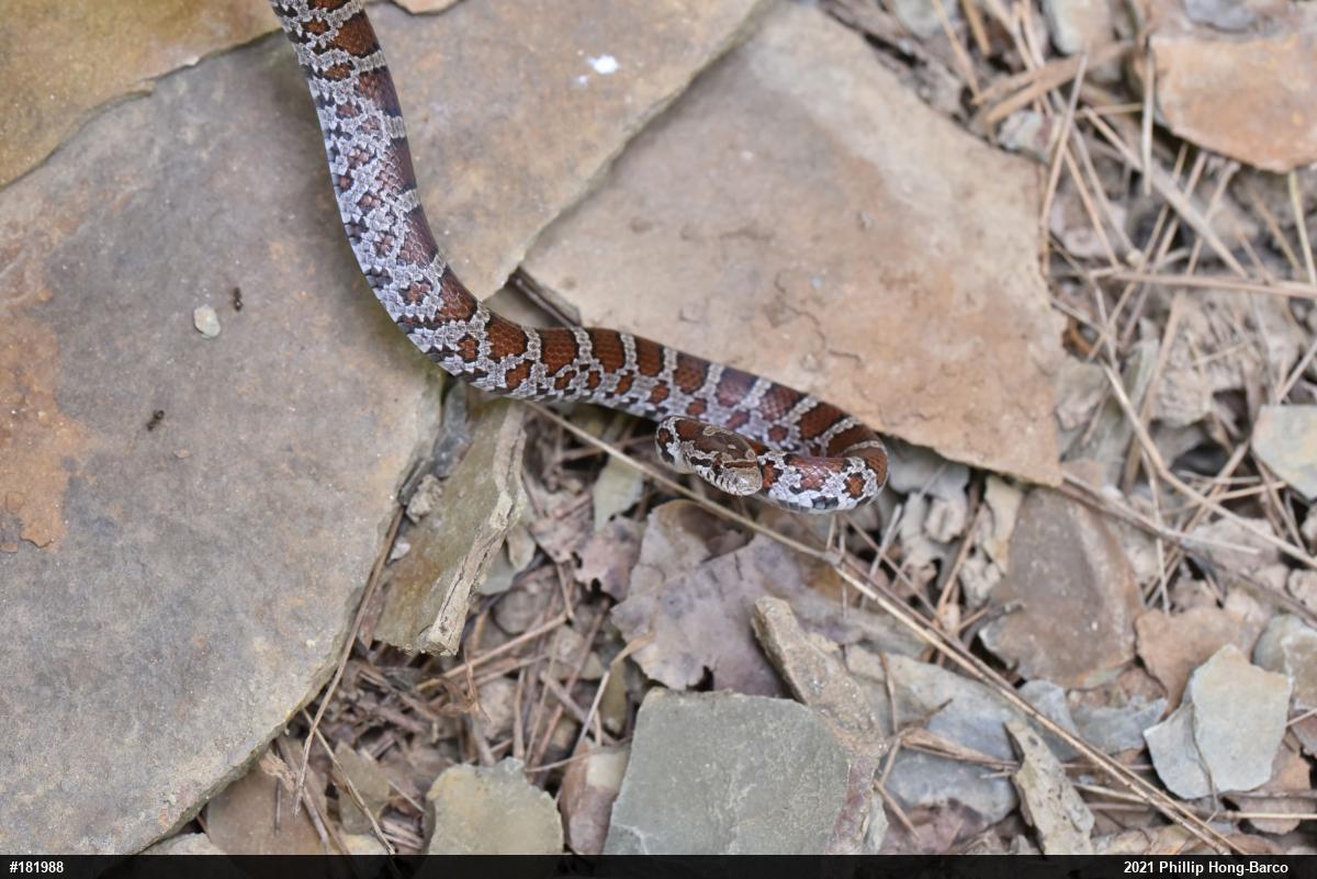 Eastern Milksnake