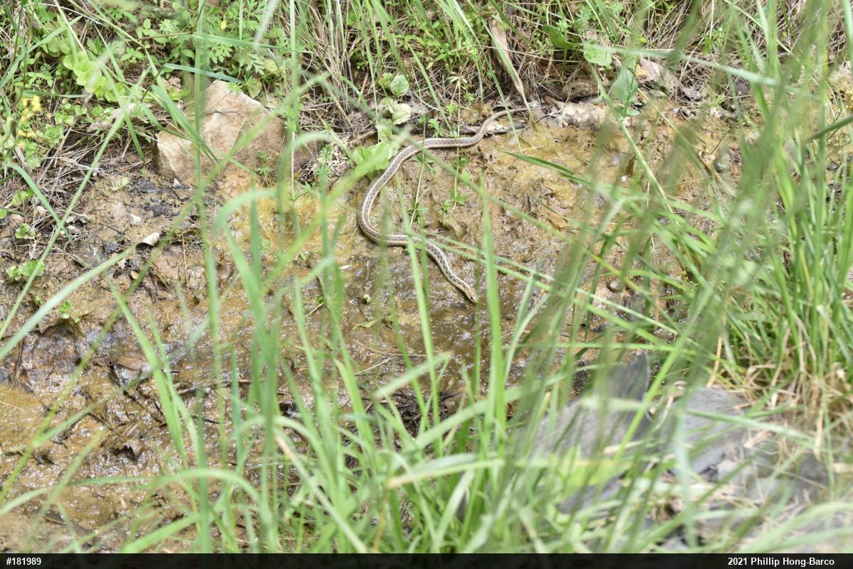 Eastern Gartersnake