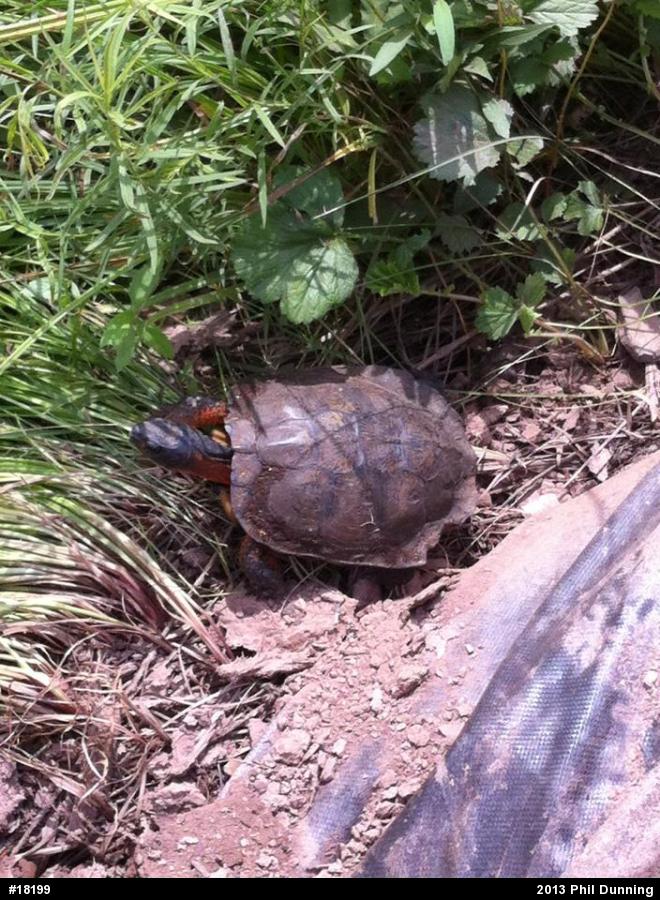 Wood Turtle