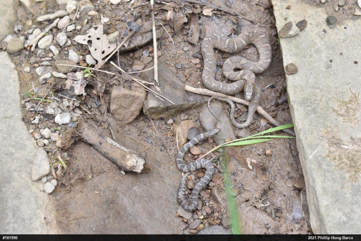 Northern Watersnake