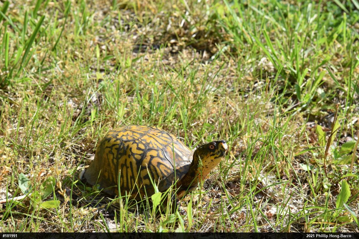 Eastern Box Turtle