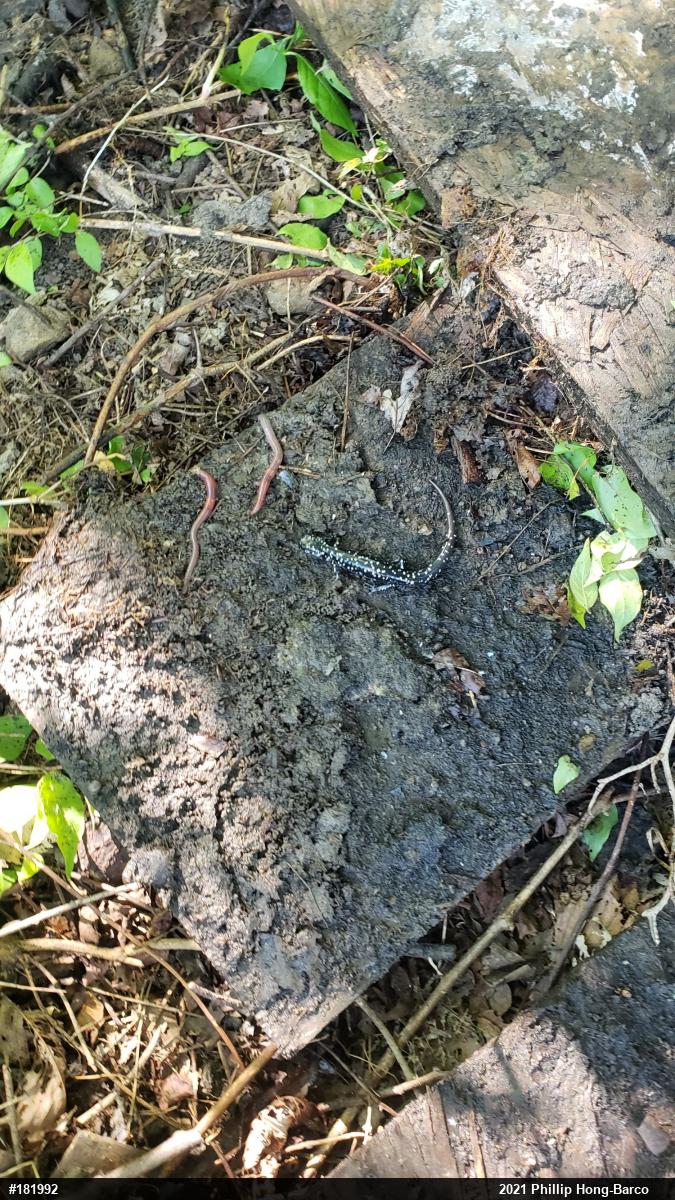 Northern Slimy Salamander