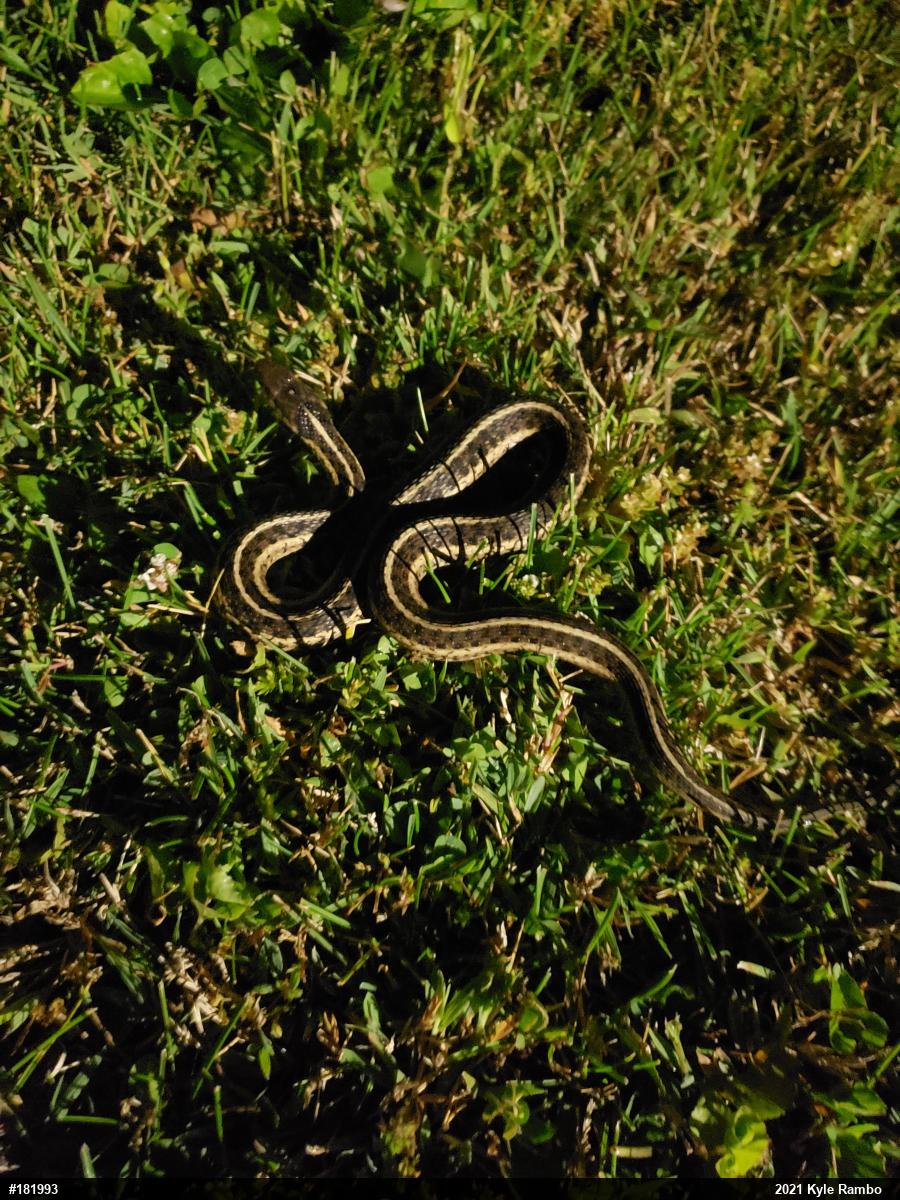 Eastern Gartersnake