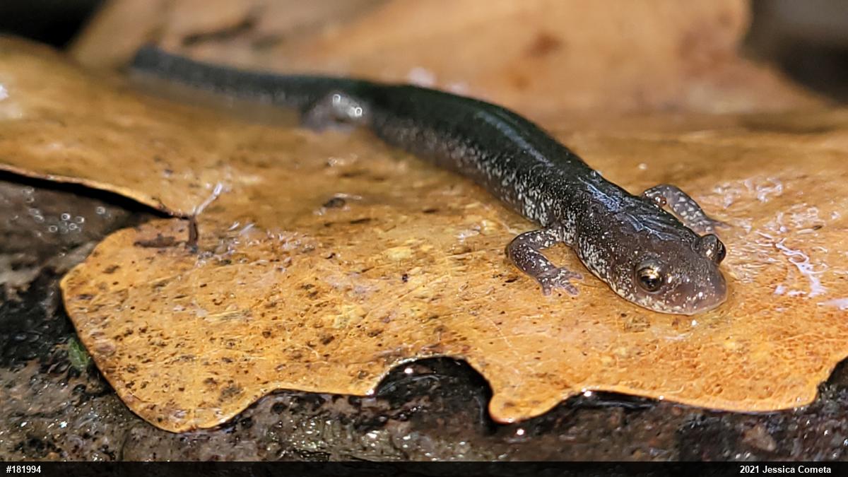 Valley And Ridge Salamander