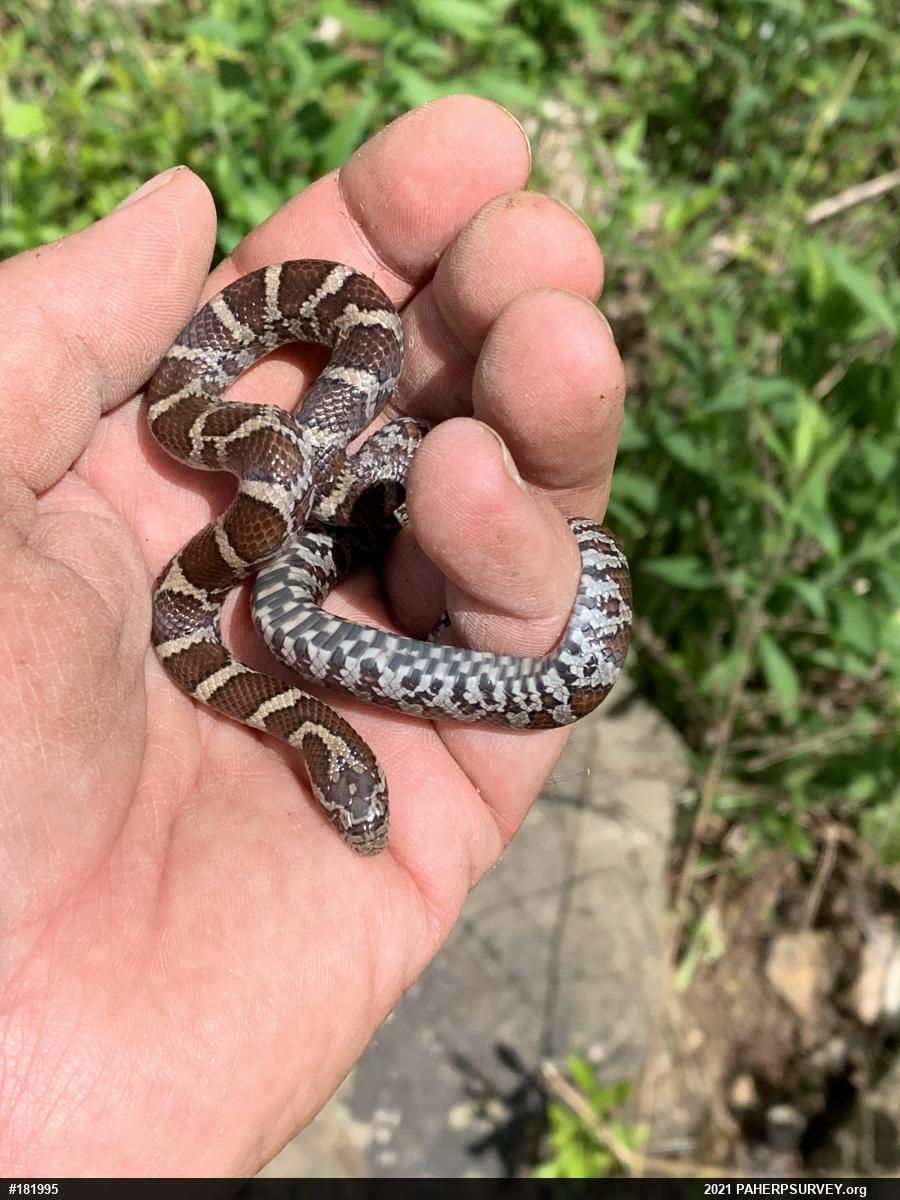 Eastern Milksnake