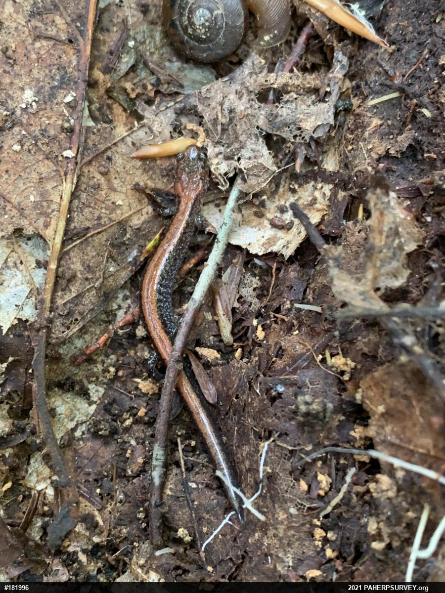 Eastern Red-backed  Salamander
