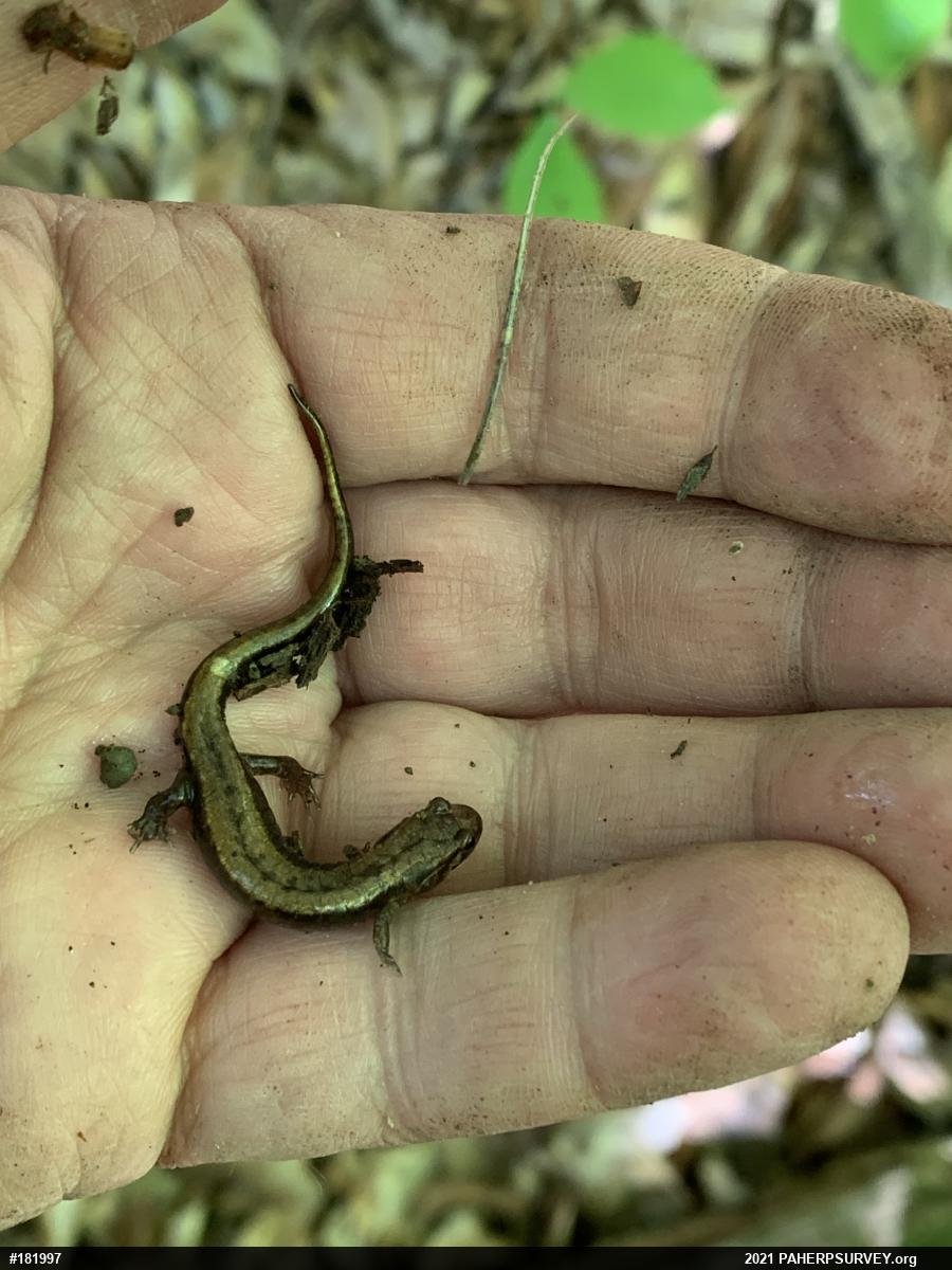 Allegheny Mountain Dusky Salamander