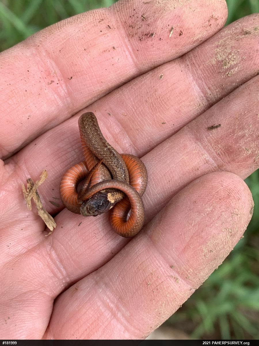 Red-bellied Snake