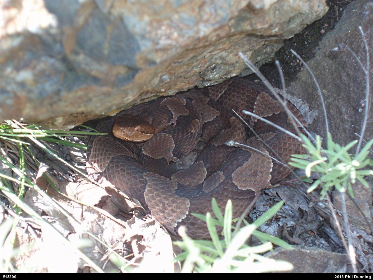Northern Copperhead