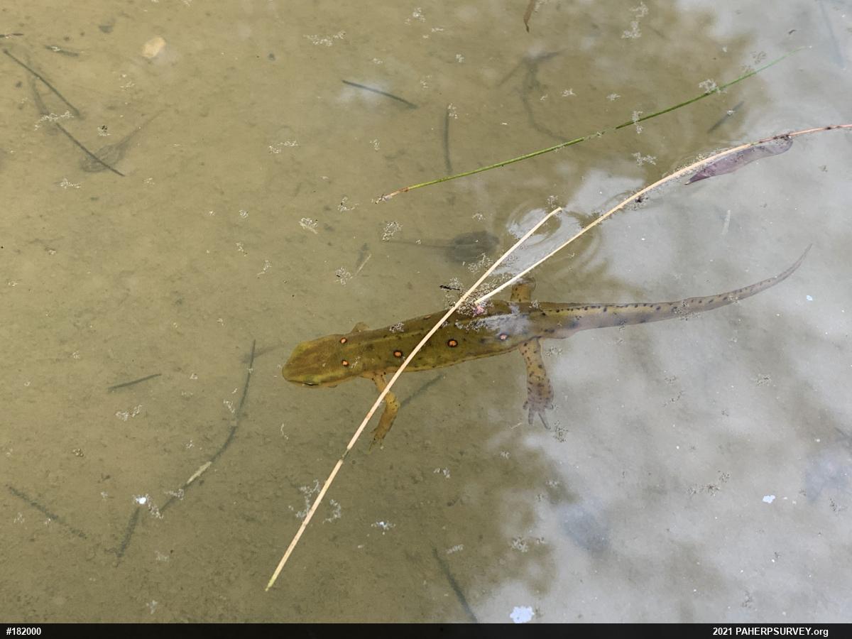 Red-spotted Newt