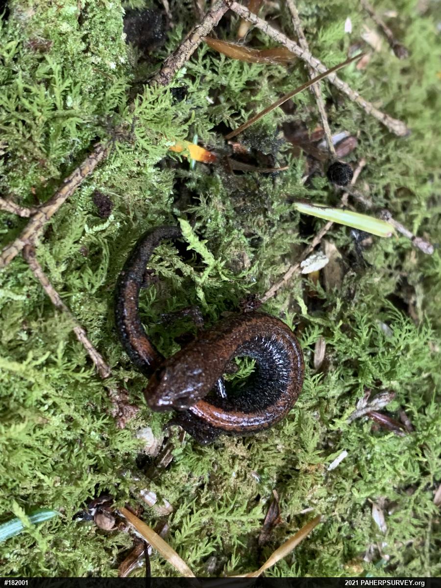 Eastern Red-backed  Salamander