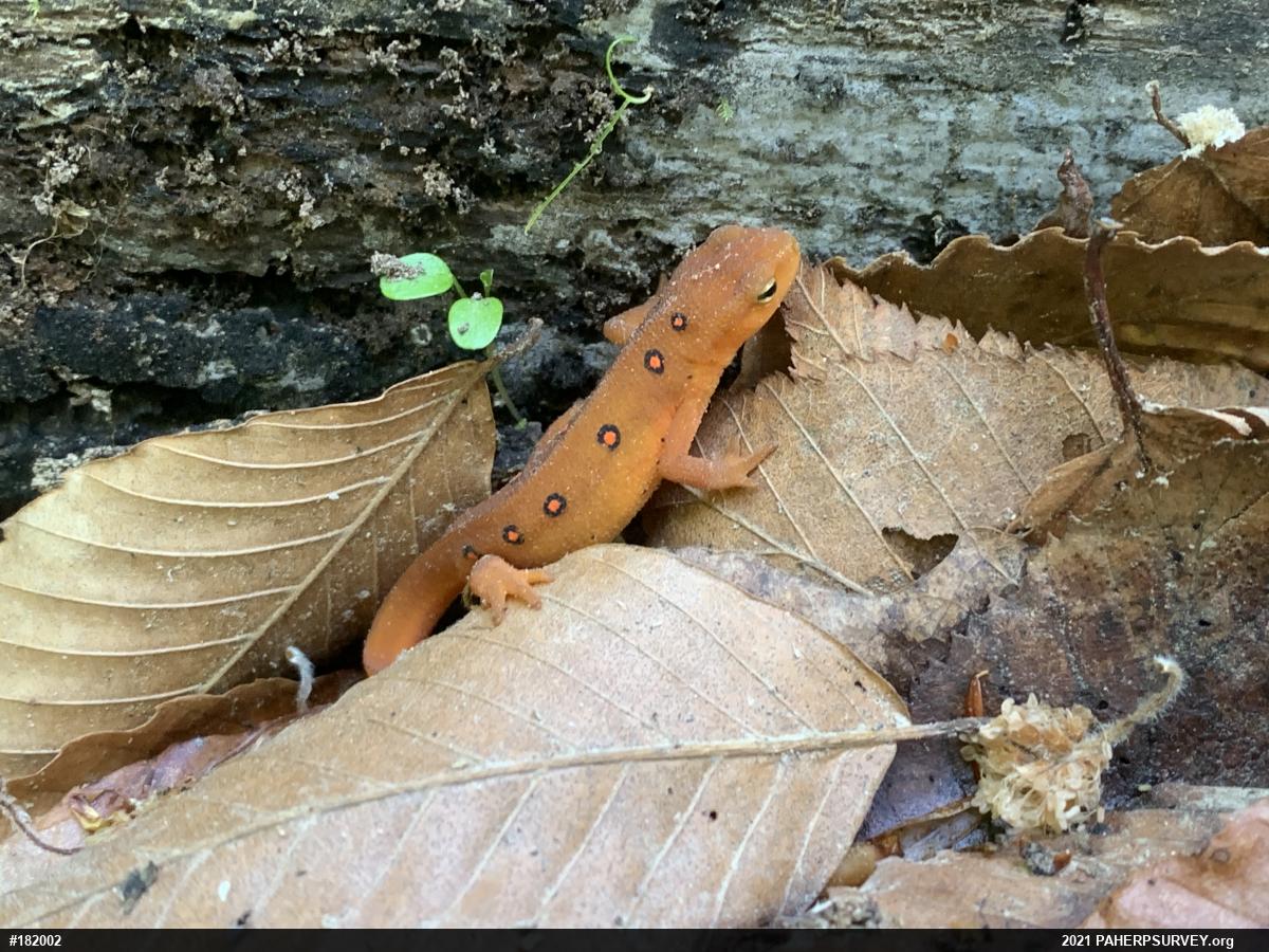 Red-spotted Newt
