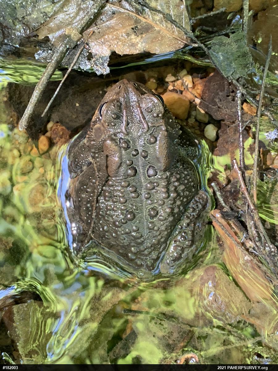 Eastern American Toad