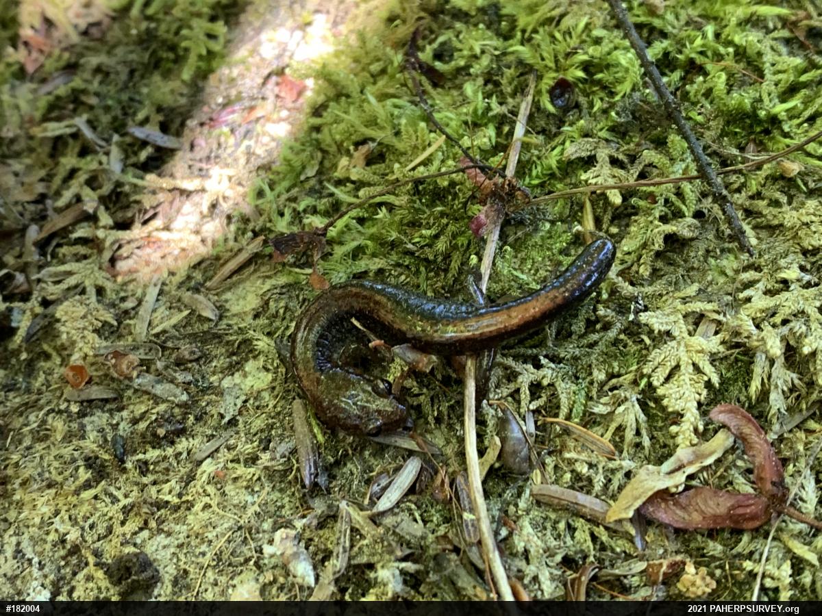 Eastern Red-backed  Salamander