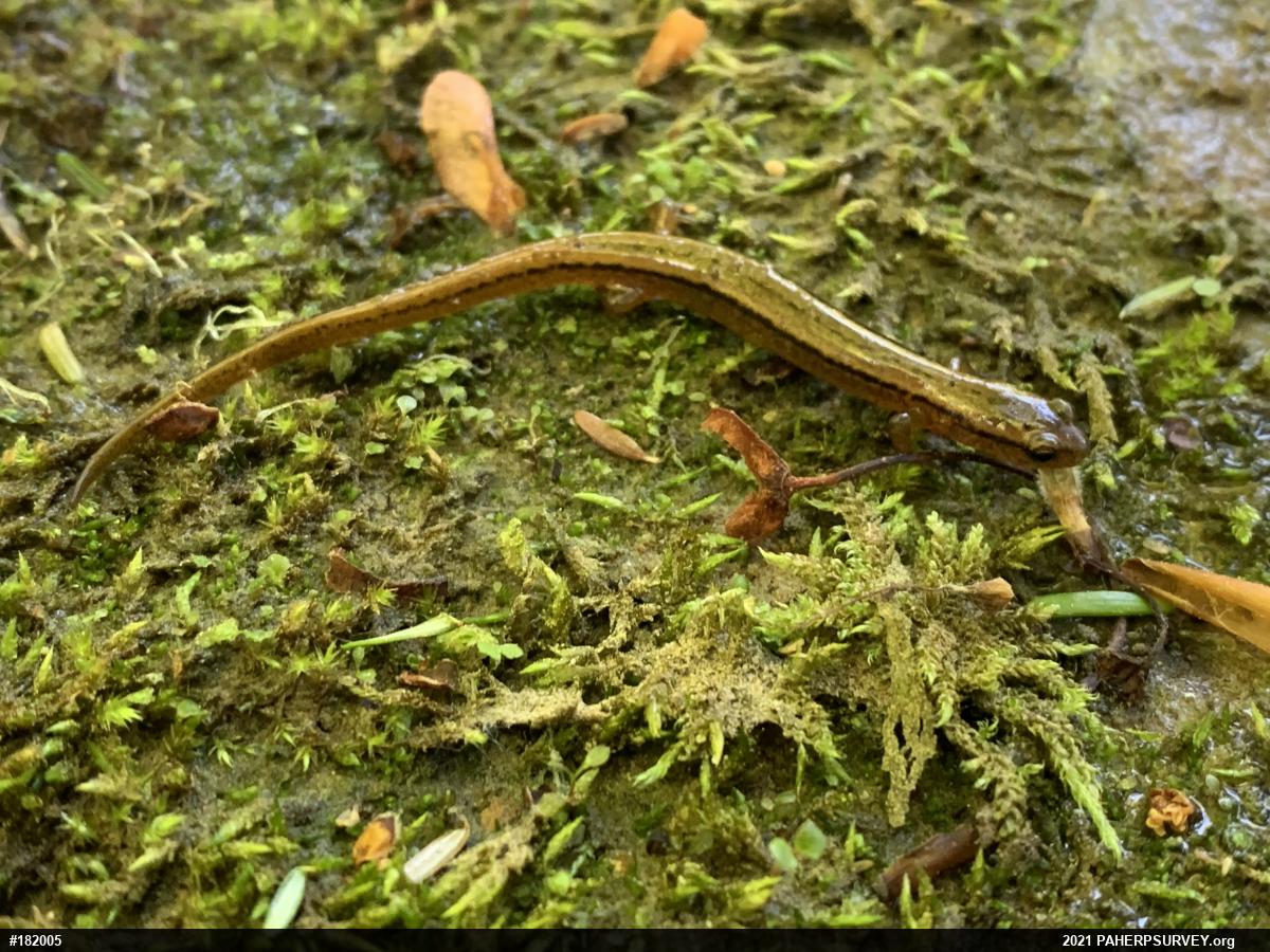 Northern Two-lined Salamander