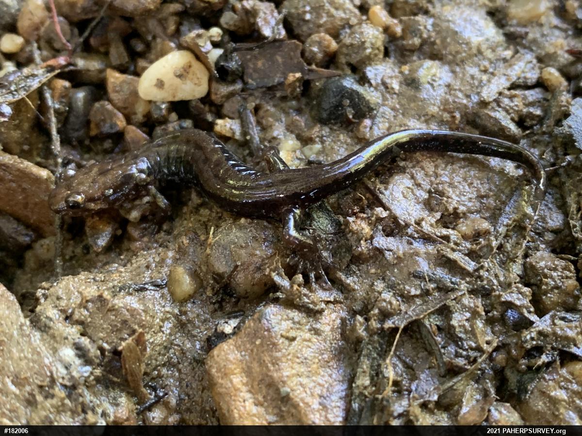 Allegheny Mountain Dusky Salamander