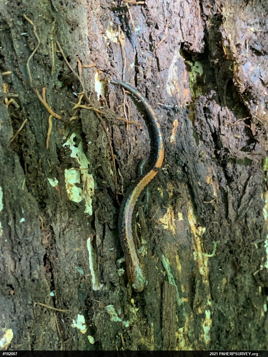 Eastern Red-backed  Salamander