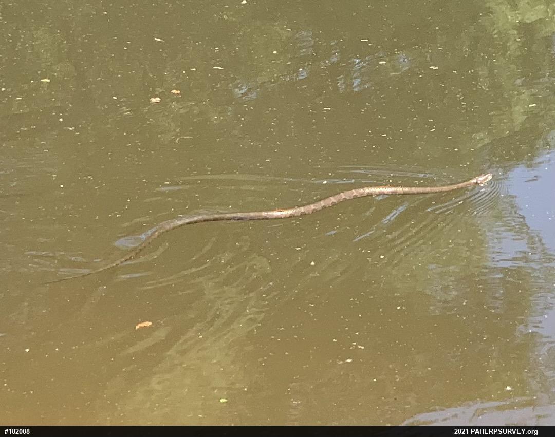 Northern Watersnake