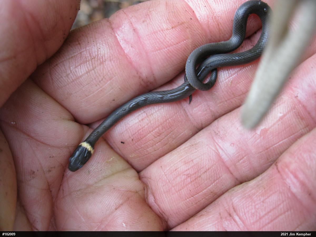 Northern Ring-necked Snake