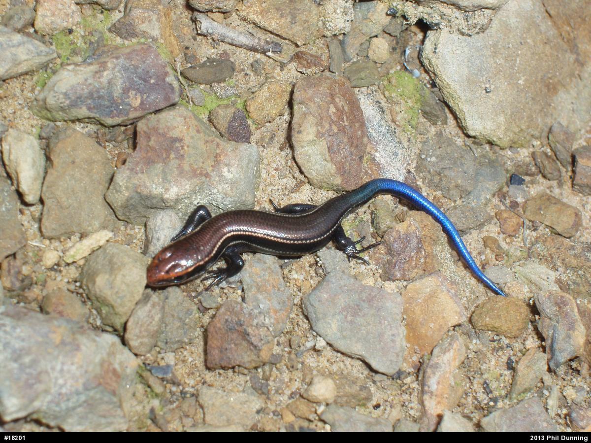 Northern Coal Skink