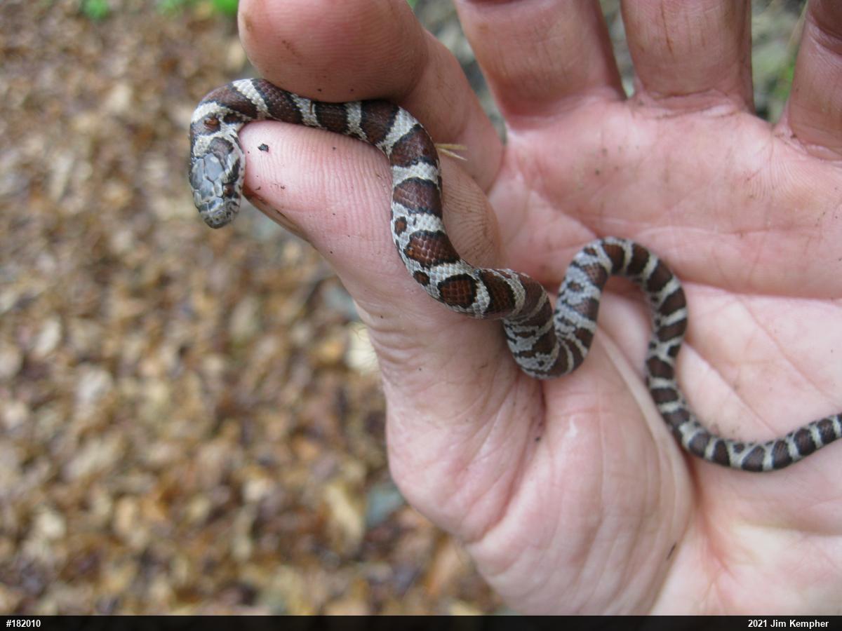 Eastern Milksnake