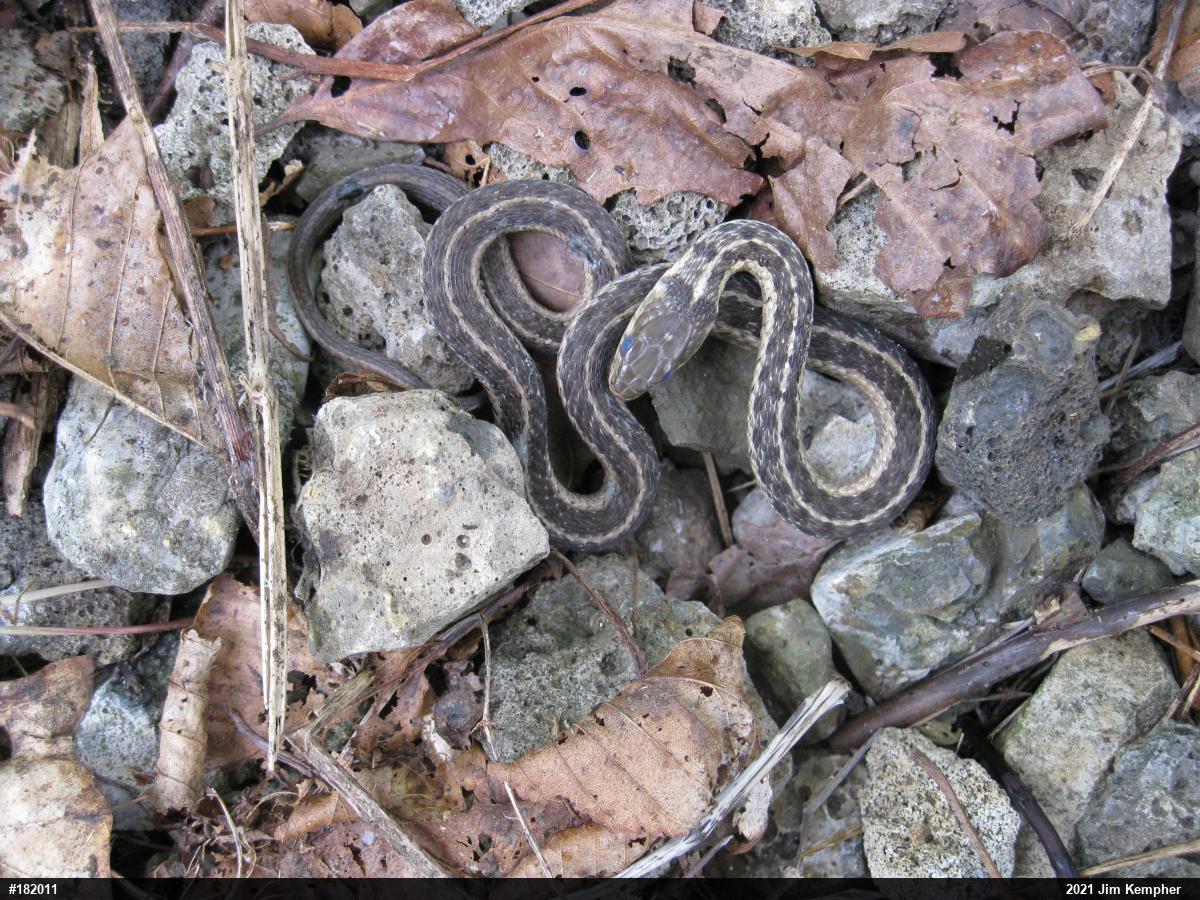 Eastern Gartersnake