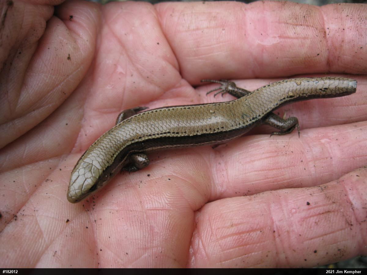 Northern Coal Skink