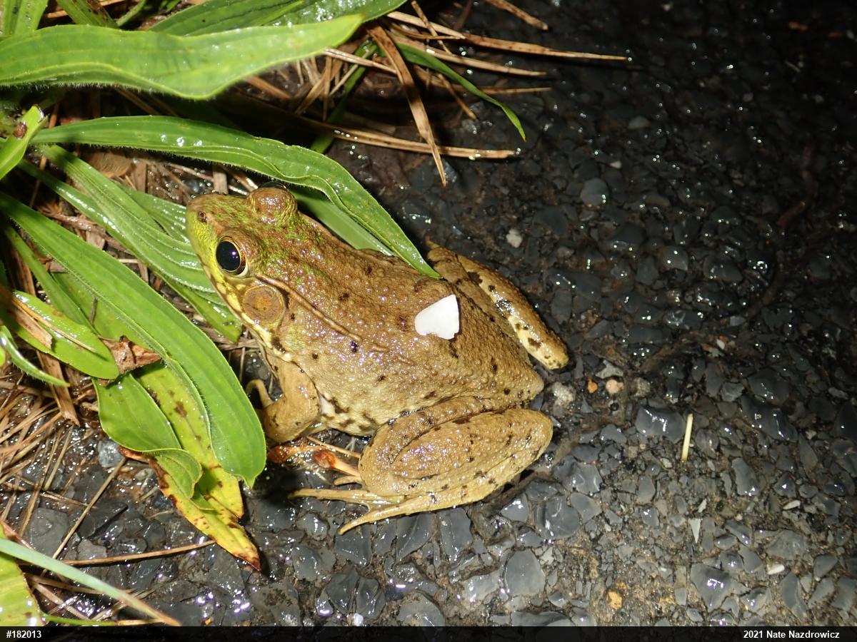 Green Frog