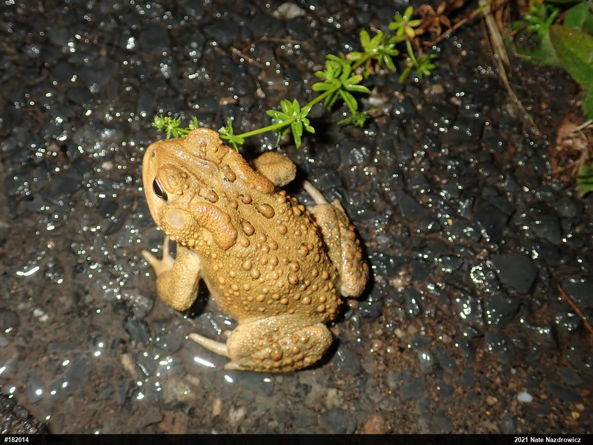 Eastern American Toad