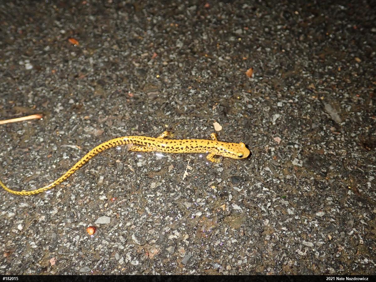 Eastern Long-tailed Salamander