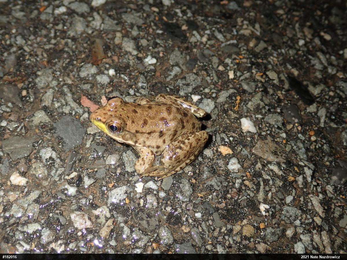 Green Frog