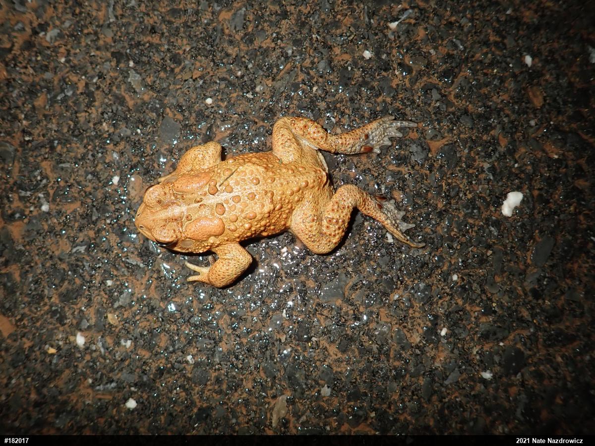 Eastern American Toad