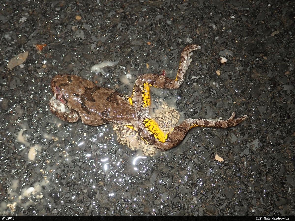 Unknown Gray Treefrog