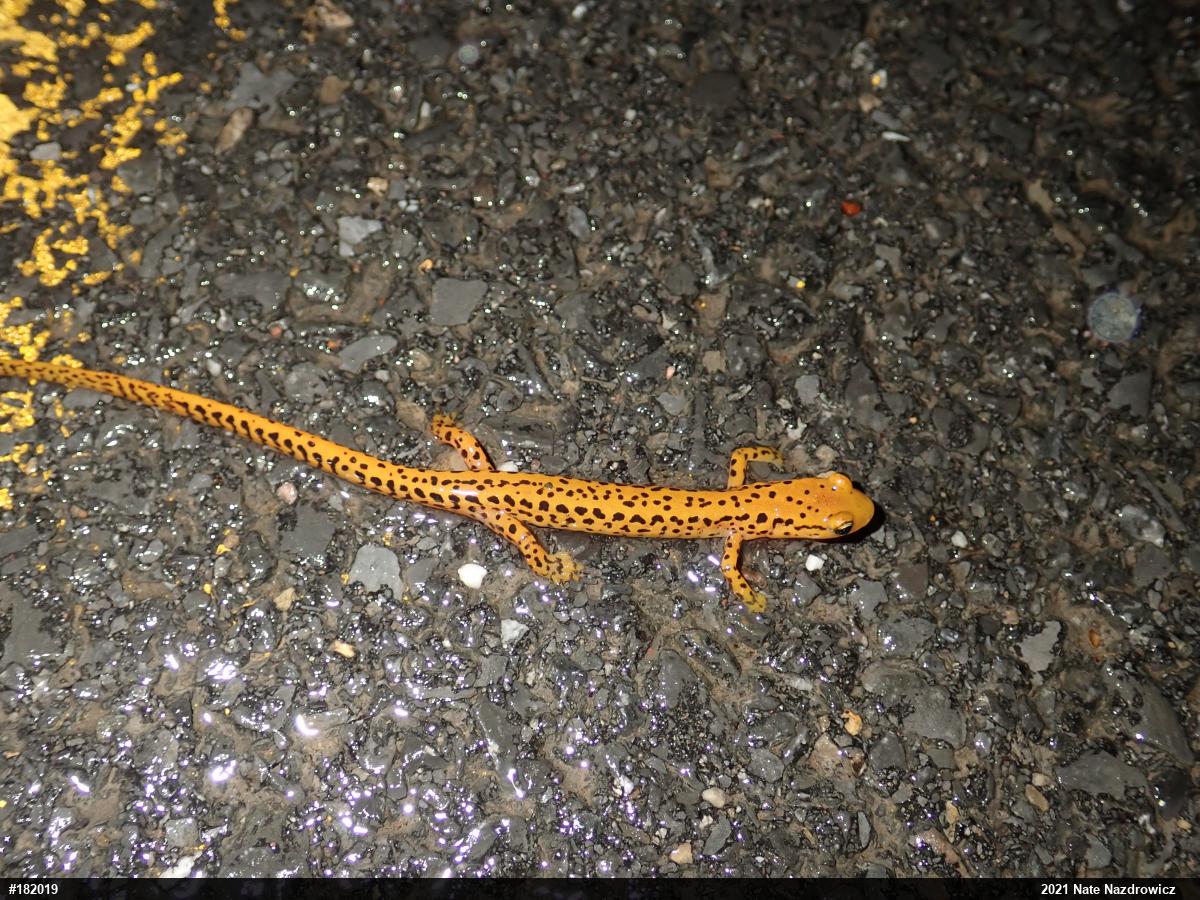 Eastern Long-tailed Salamander