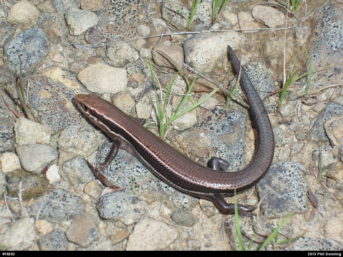 Northern Coal Skink