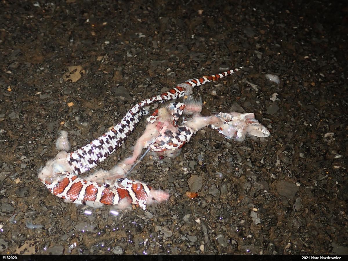 Eastern Milksnake
