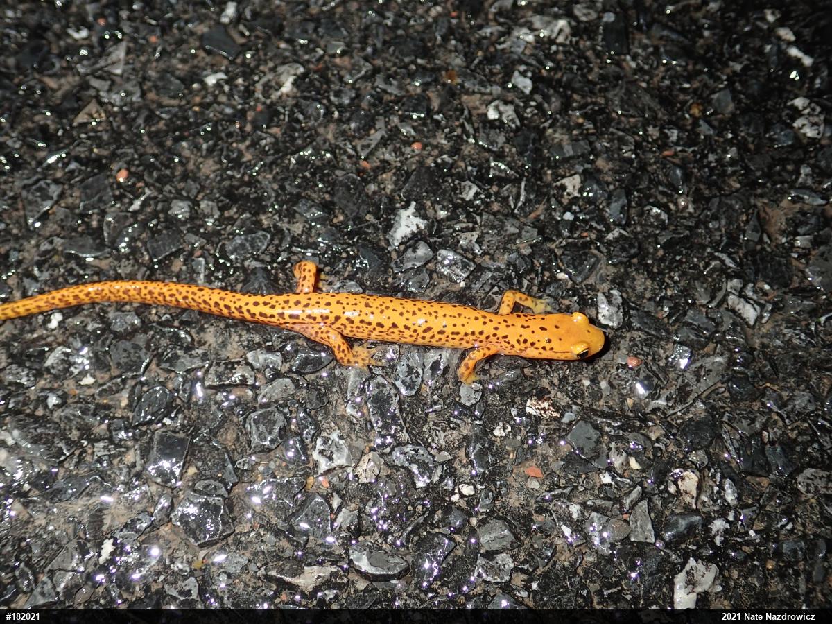Eastern Long-tailed Salamander