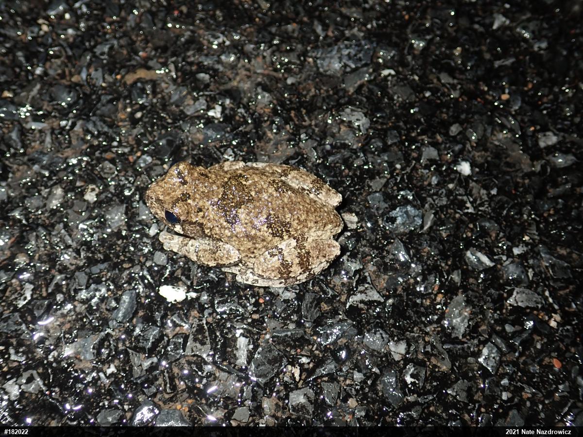 Unknown Gray Treefrog